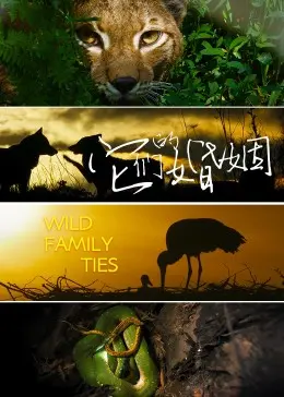 《它们的婚姻》：都市情感的困局与救赎，婚姻的真相到底是什么？